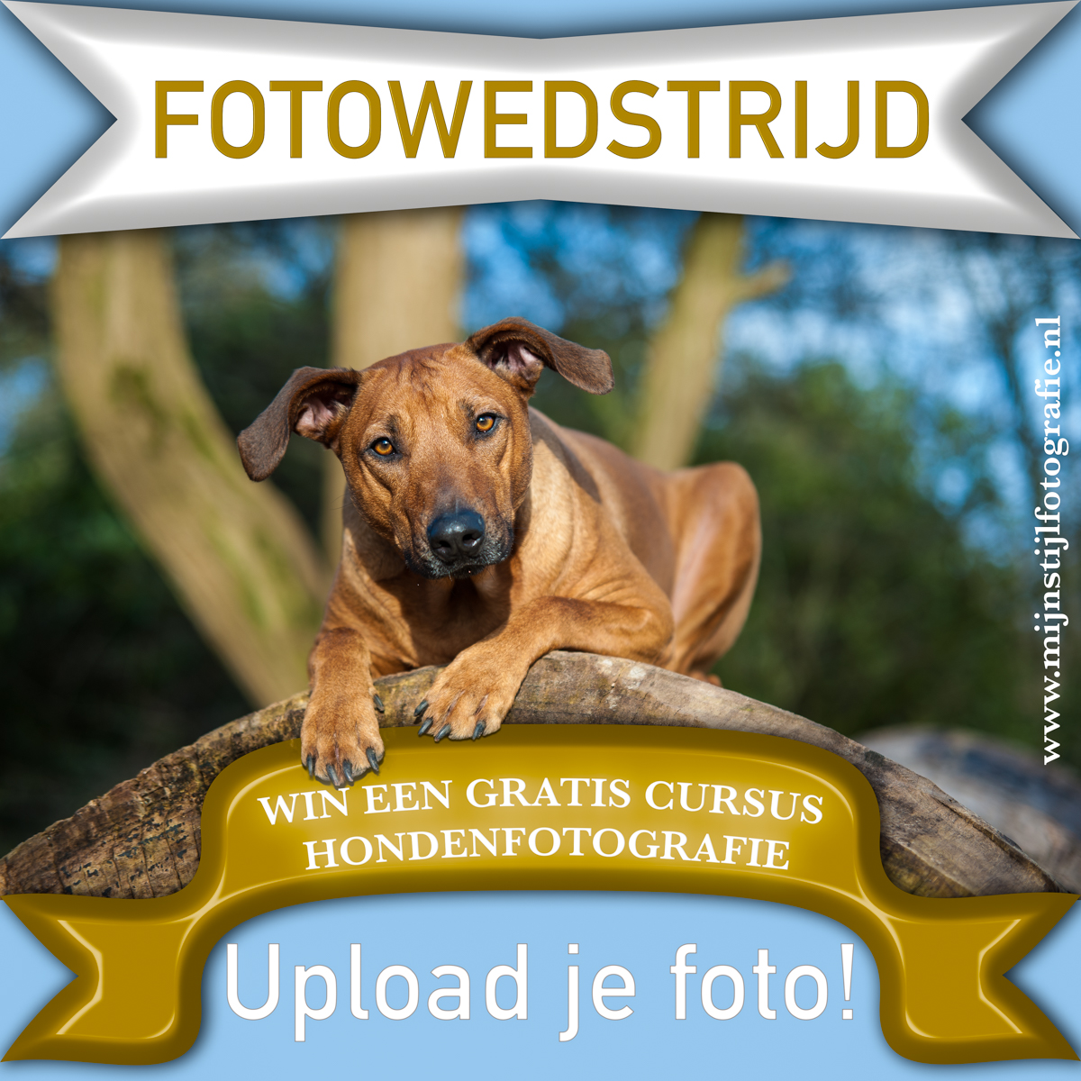 Fotowedstrijd Hondenfotografie Cursus Dierenfotografie